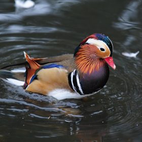  Mandarin Duck